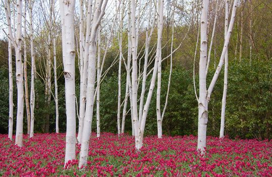 Spring landscape with flowers. UK park with white birch trees and red purple flowers.