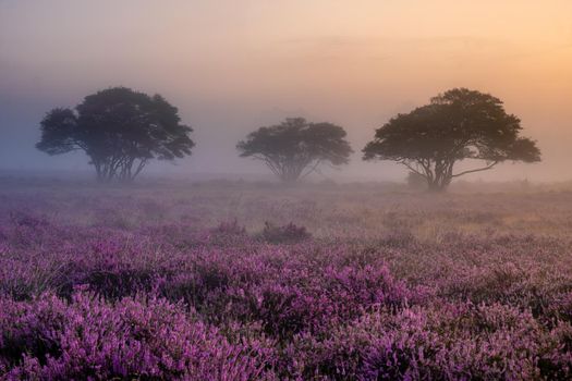 Blooming heather field in the Netherlands near Hilversum Veluwe Zuiderheide, blooming pink purple heather fields in the morniong with mist and fog during sunrise