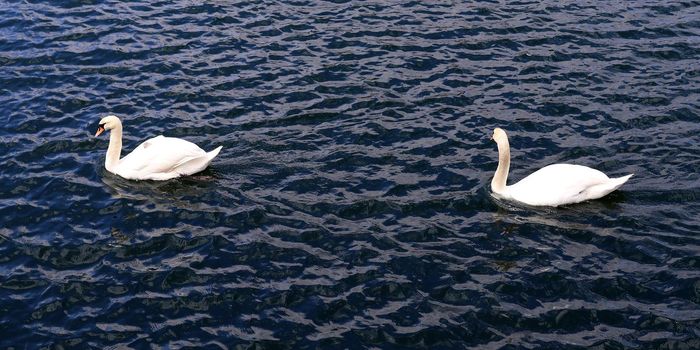 White swans on rippled blue water.