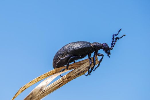 Mike ordinary. Meloe proscarabaeus is a European oil beetle, a species in the order Coleoptera without the rear wings and greatly reduced elytra