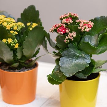 Colorful Widow's-thrill, Kalanchoe flowers