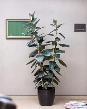 Rubber Plant, Rubber fig, Ficus elastica at the office