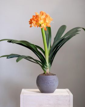 Clivia, Amaryllidaceae flower plant in silver pot