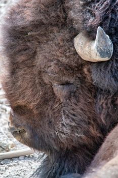 Close up of a Bison face in the Yellowstone National Park