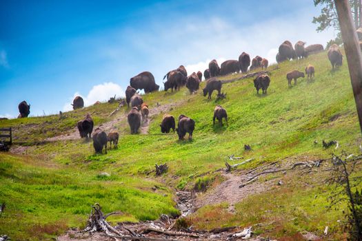 A herd of bison moves quickly along the Yellowstone National Park