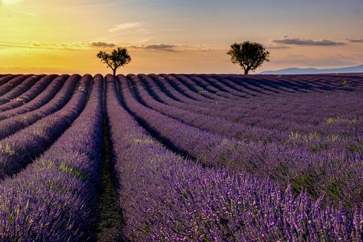Valensole Plateau, Provence, Southern France. Lavender field at sunset