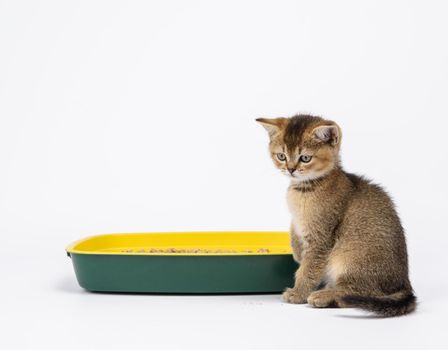 Kitten golden ticked british chinchilla straight sitting next to a plastic toilet with sawdust