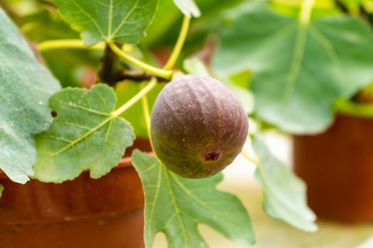Common fig fruit hanging on a branch