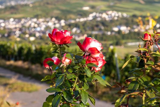 View of the Mosel valleyand rose petals