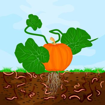 Ground cutaway with pumpkin and earthworm. Earthworms in garden soil.