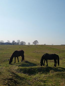 The horse is grazing in a green meadow. The horse is eating grass in a green field.