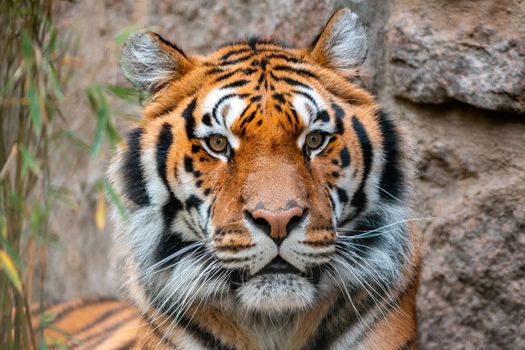 a portrait of a pretty tiger