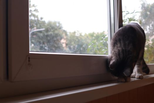 A gray cat stands on the windowsill by the window