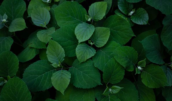The green leaves of the hydrangea flower grow on a flower bed in the garden. Daylight