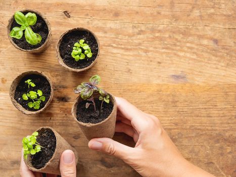 Basil seedlings in biodegradable pots on wooden table. Top view on woman hands with green plants in peat pots. Baby plants sowing in small pots. Trays for agricultural seedlings.