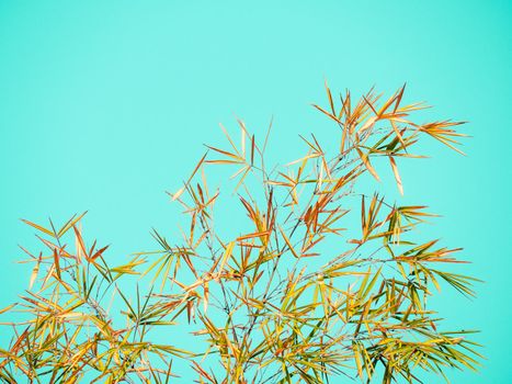 beatiful nature abstract background of brown bamboo leaves and branch on blue sky
