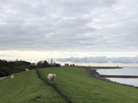 Dyke with sheeps around Stavoren