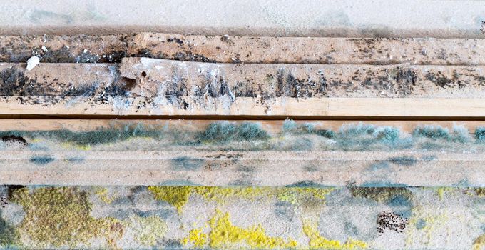 Moldy wooden planks. Close up of colorful mildew and spores, indoor