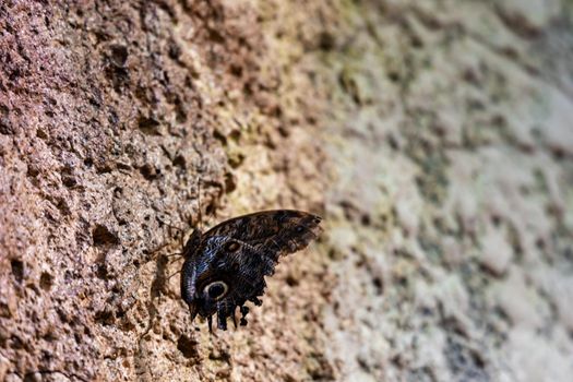 Beautiful small dark butterfly Lepidoptera sitting on wall