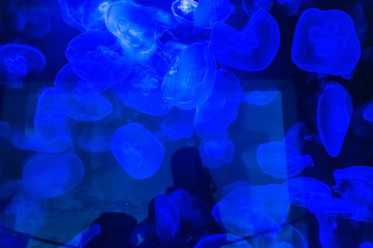 A lot of small Jellyfishes Cnidaria in big dark aquarium