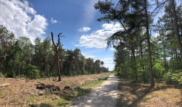 MTB route and forest around Beerze 