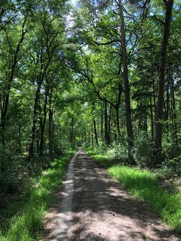 MTB route and forest around Ommen