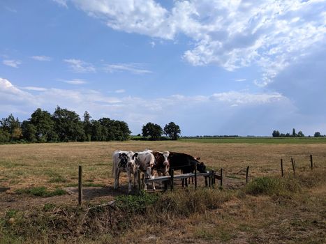 Calves at meadowFriesland The Netherlands