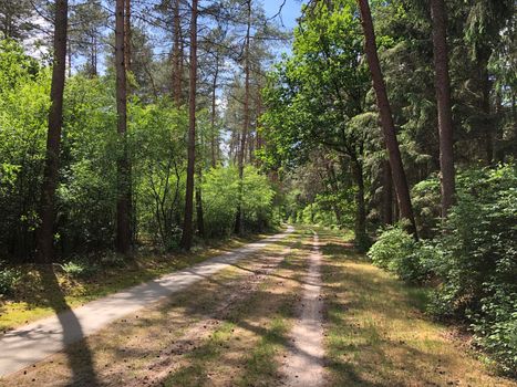 MTB route and forest around Ommen 