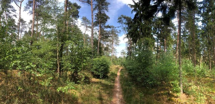 MTB route and forest panorama around Ommen 