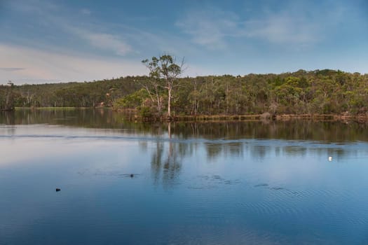 The Barossa Reservoir water supply with trees in the background and ducks in the foreground