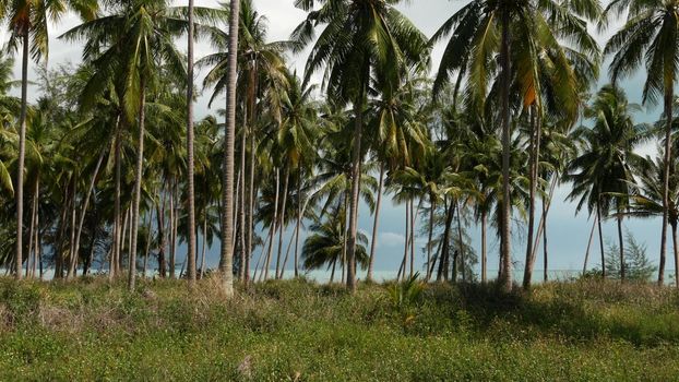 Palm trees on seashore. Coconut palm trees and green grass on beach in Thailand on sunny day. Plantation in tropical paradise exotic country. Ecosystem disturbance and deforestation.