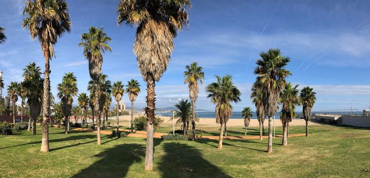 Palmtrees around Forum beach 