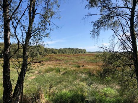 The Zwillbrocker Venn Wetland & grassland nature reserve 
