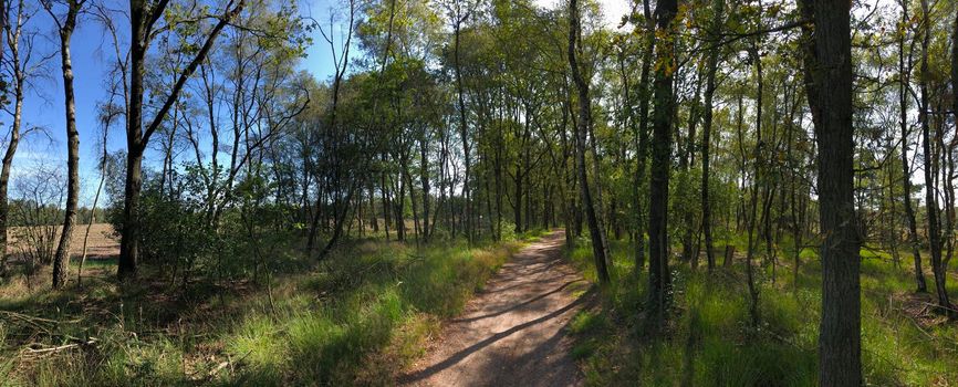 Panorama from a path through the Zwillbrocker Venn Wetland & grassland nature reserve i