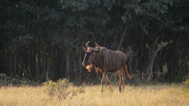Wildebeest at the savanna 