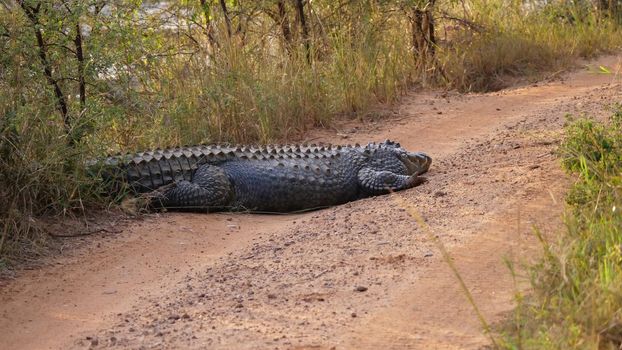 Nile crocodile laying on a dirt road 