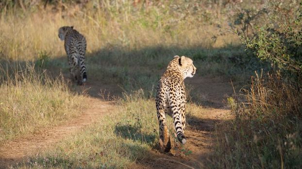 Two cheetahs walking away 