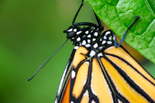 Macro detail of monarch butterfly on leaf, selective focus on head