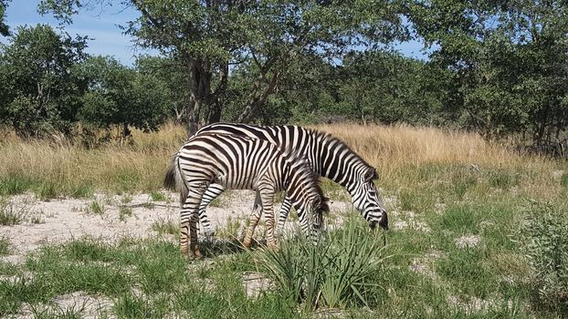 Zebras at Moremi Game Reserve