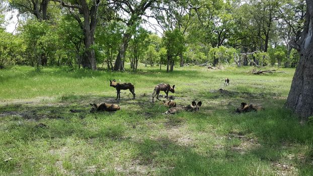 African wild dogs at Moremi Game Reserve 