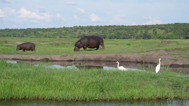 Hippo grazing 