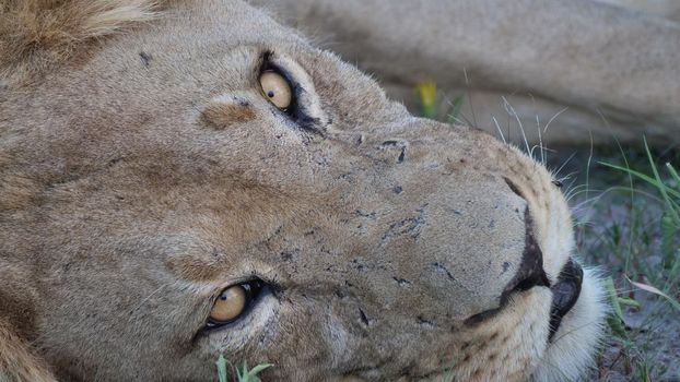 Male lion at Central Kalahari Game Reserve 