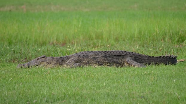 Crocodile laying in the grass near a river