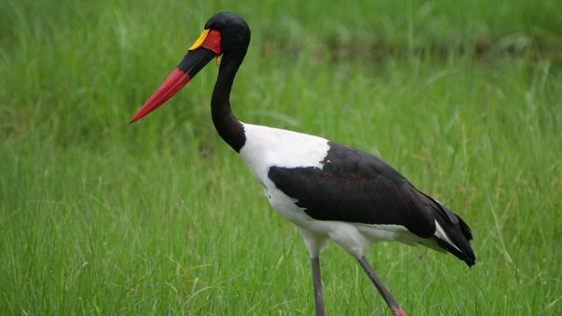 Saddle-billed stork in a wetland