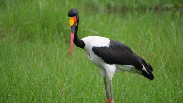 Saddle-billed stork in wetlands 