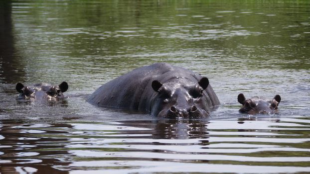 Hippos in a lake at Moremi Game Reserve in Botswana