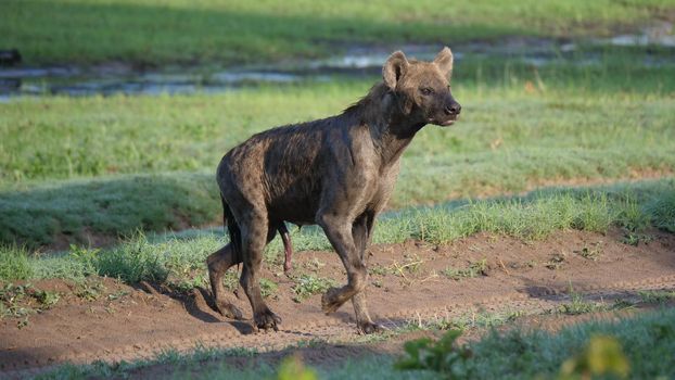 Spotted hyena walking around