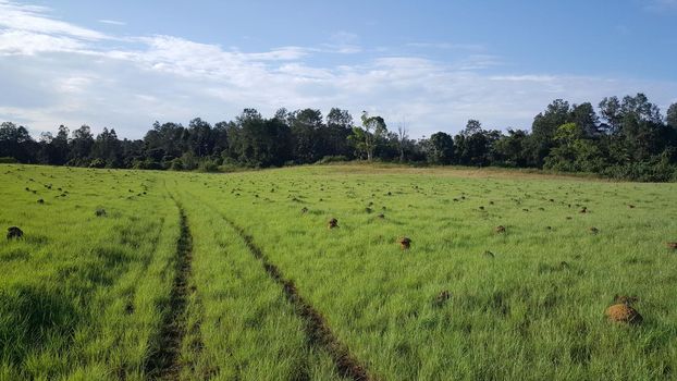 Termite hills in Loango National Park Gabon