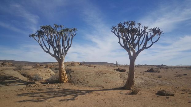 Quiver tree in Namib-Naukluft National Park