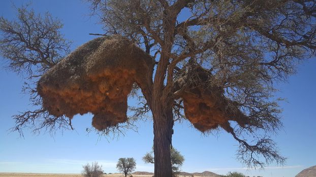 Huge weaver bird nest in a tree
